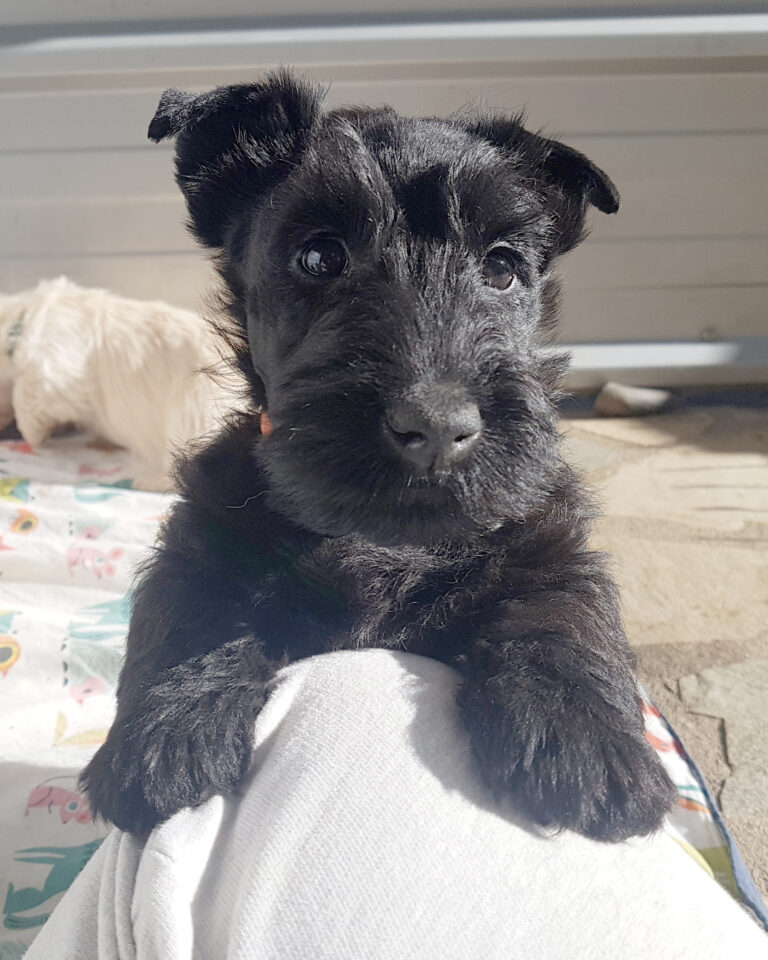 chiot Scottish Terrier