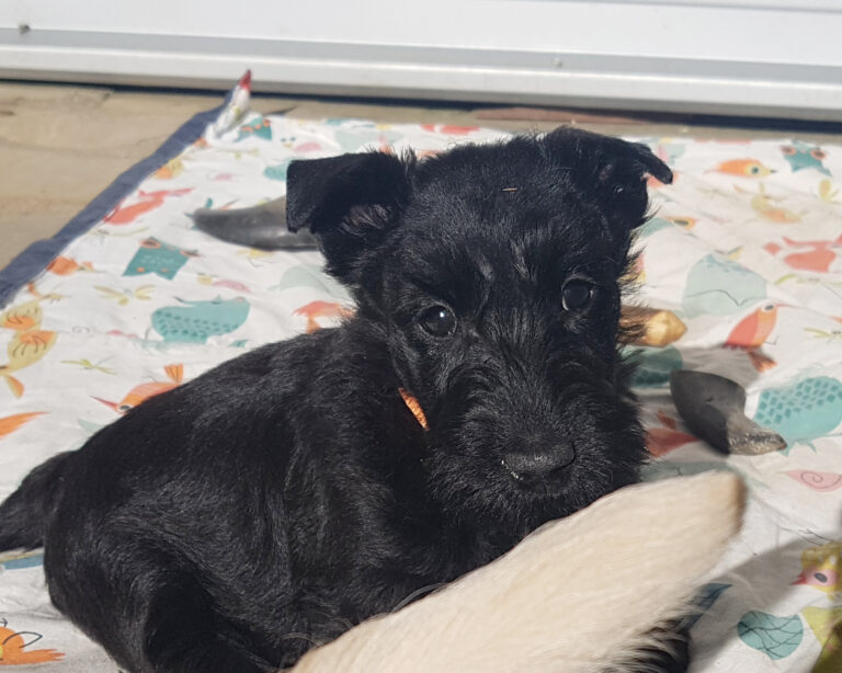 chiot Scottish Terrier