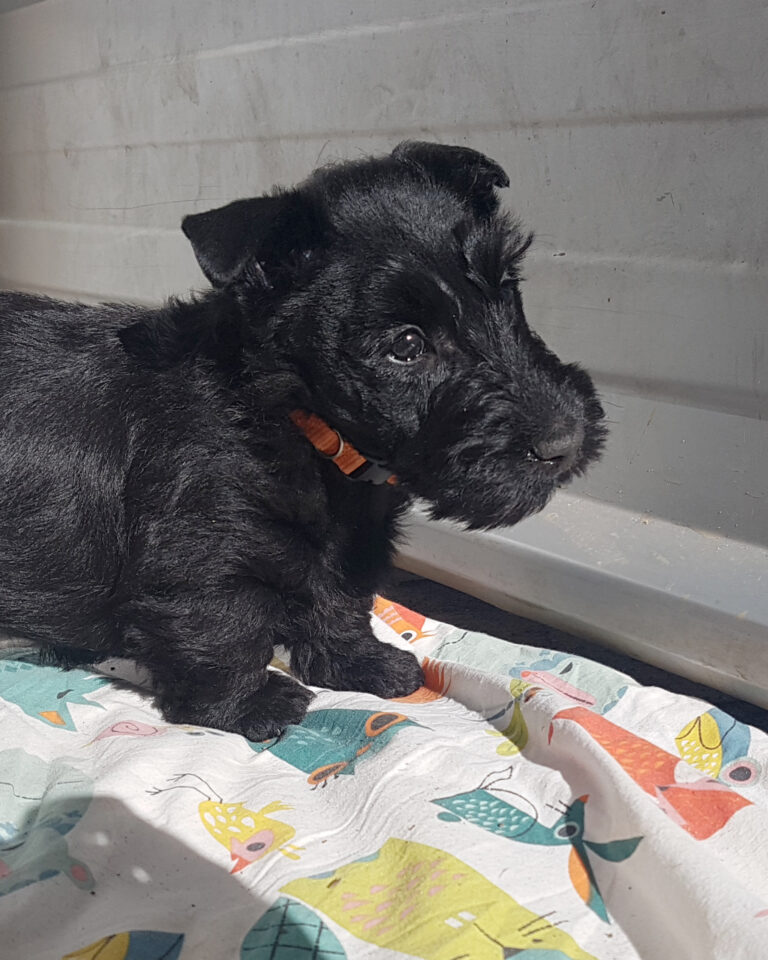 chiot Scottish Terrier