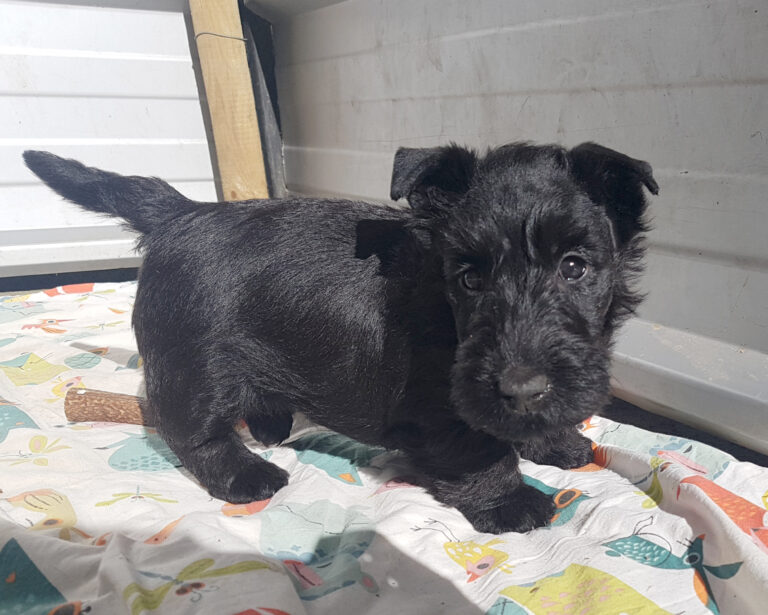 chiot Scottish Terrier