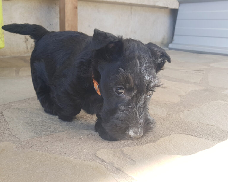 chiot Scottish Terrier