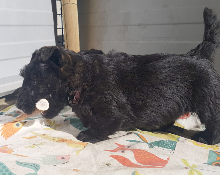 chiot Scottish Terrier