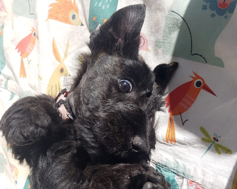 chiot Scottish Terrier