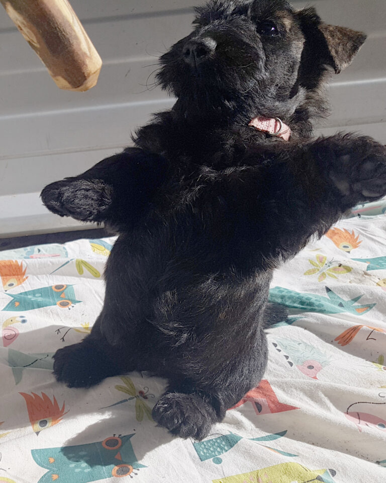 chiot Scottish Terrier