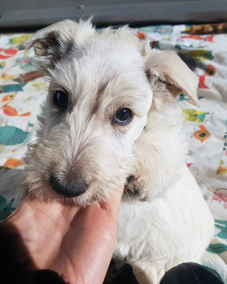 chiot Scottish Terrier