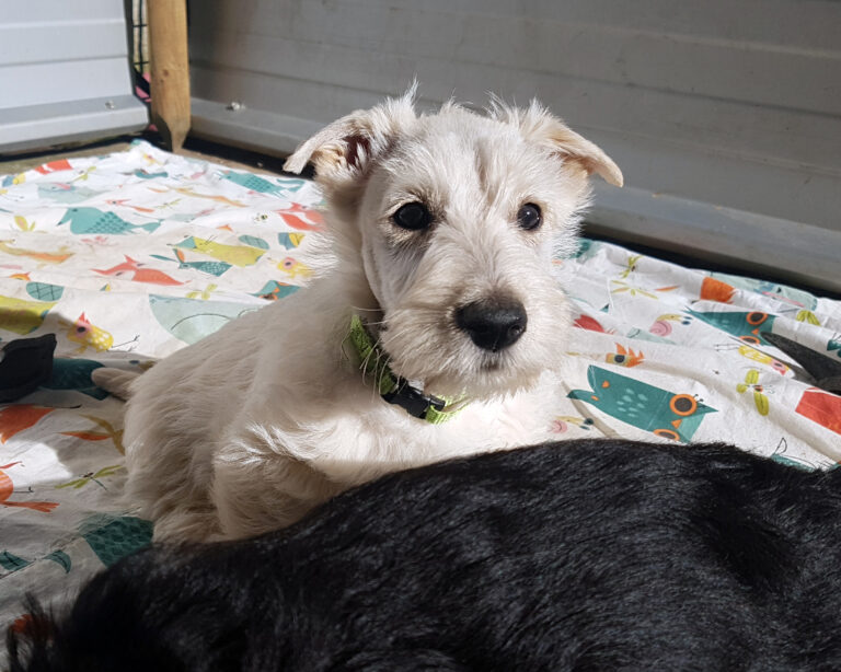 chiot Scottish Terrier