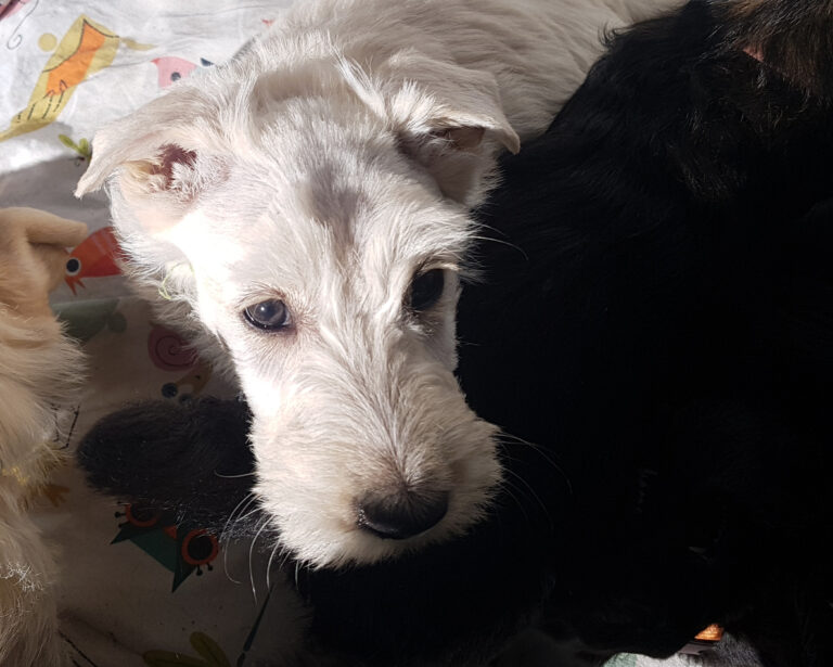 chiot Scottish Terrier