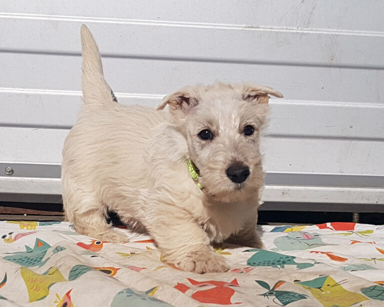 chiot Scottish Terrier