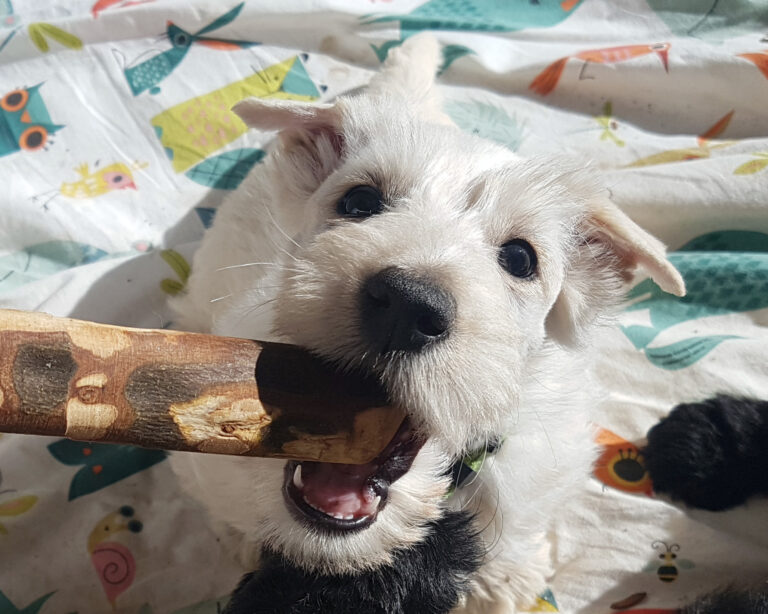 chiot Scottish Terrier