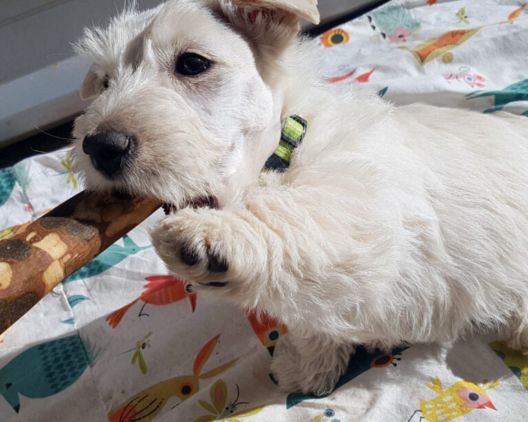 chiot Scottish Terrier