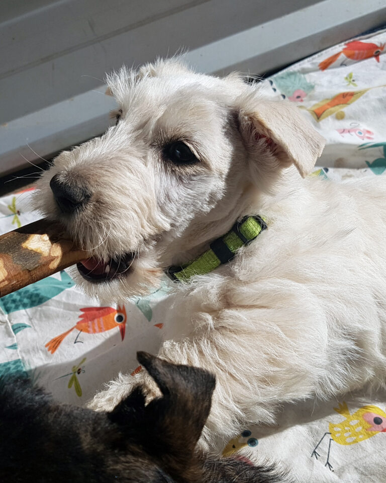 chiot Scottish Terrier