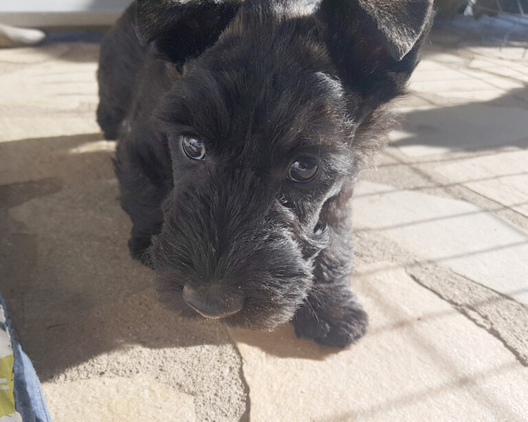 chiot Scottish Terrier