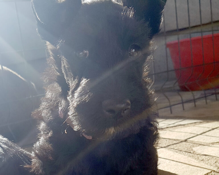 chiot Scottish Terrier