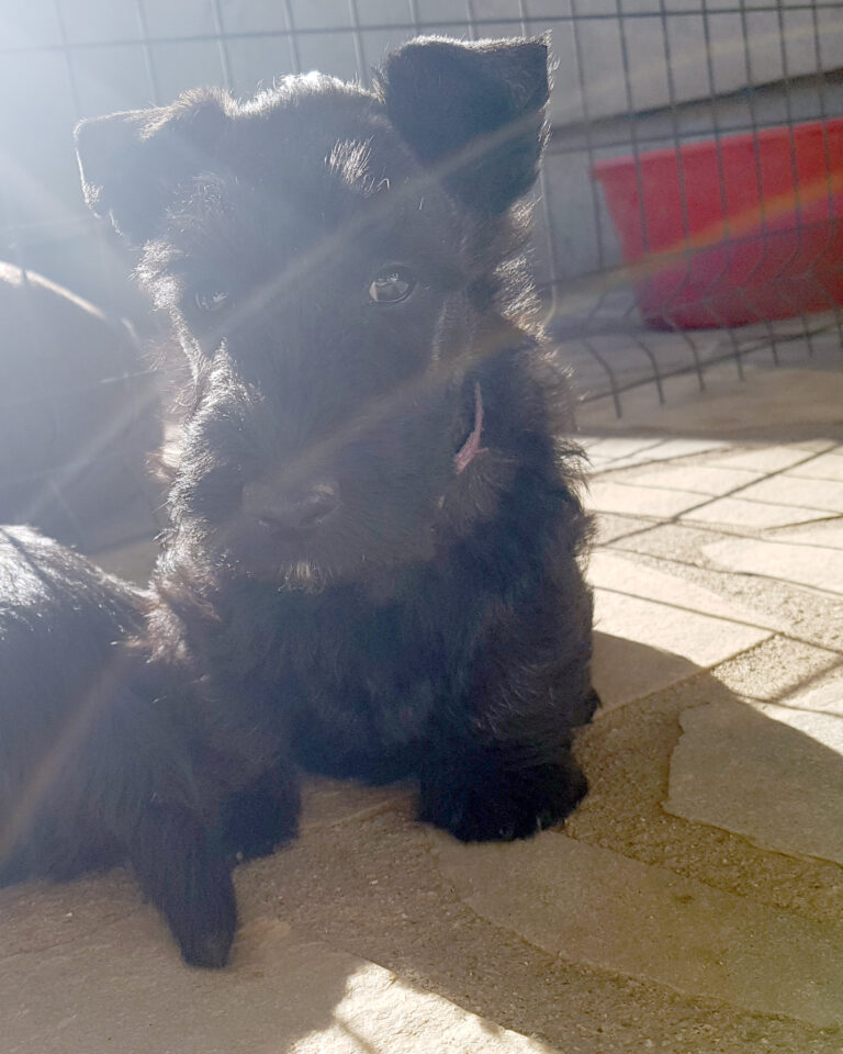 chiot Scottish Terrier