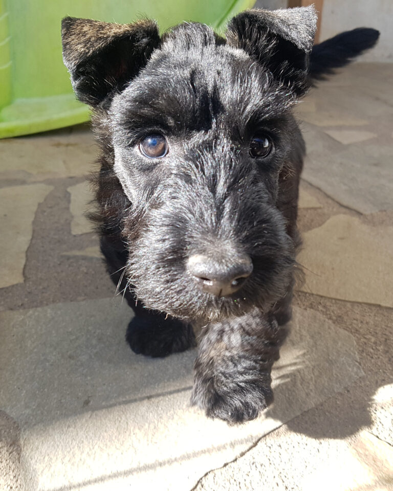 chiot Scottish Terrier