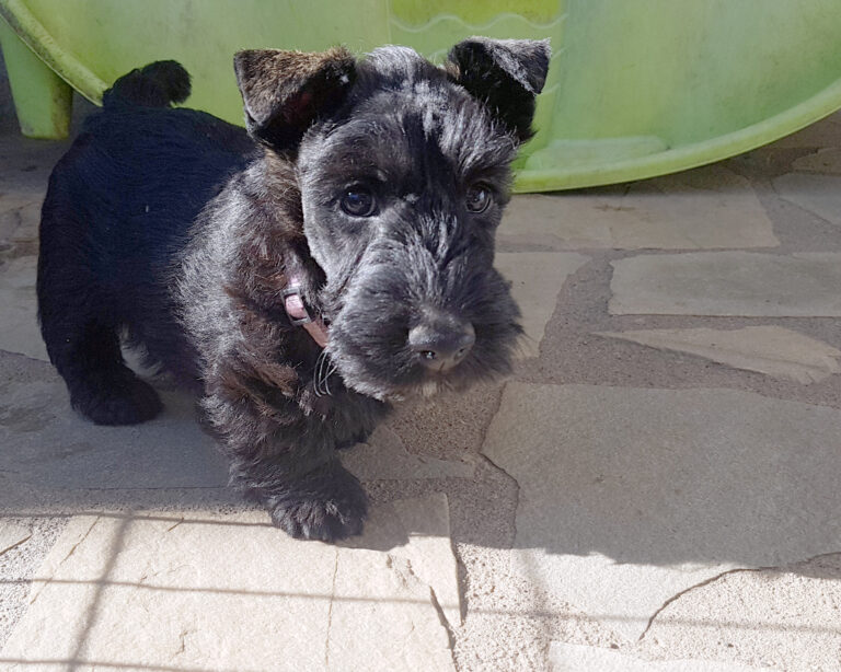 chiot Scottish Terrier