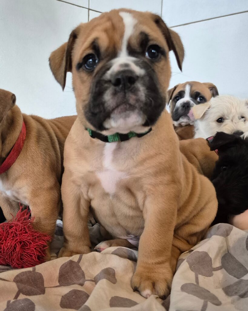 Chiot Bulldog